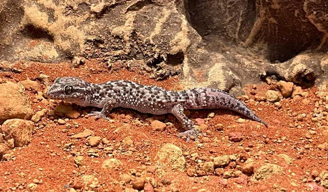 El gecko de Lima toma un color gris cuando llega a la adultez. En la imagen, uno conservado en el Museo Kalinowski. Foto: Parque de Las Leyendas