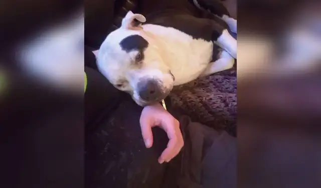 Facebook viral: perrita sigue a su dueña a todos lados para cuidarla durante su embarazo