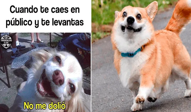 Celebra el Día Mundial del Perro con los hilarantes memes alusivos a la fecha