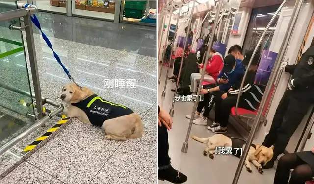 Perrito encargado de la seguridad en el metro se queda dormido en horario de trabajo
