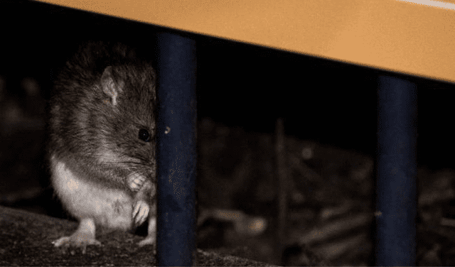 Los ratones suelen ingresar a una vivienda a través de orificios o espacios pequeños. Foto: AFP
