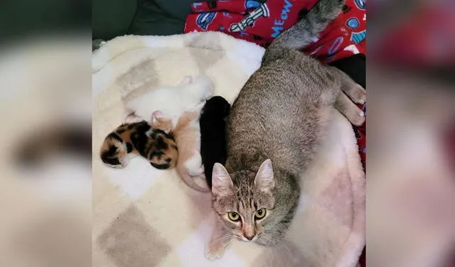 Facebook viral: encuentran a gatita abandonada con sus crías recién nacidas al lado de una nota de ayuda