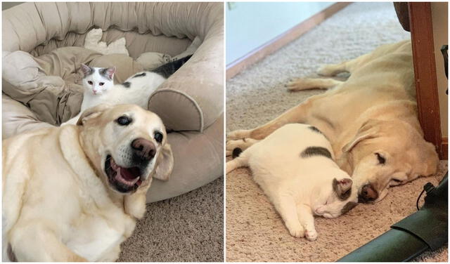 Perrito viejo y gatita callejera forman una fuerte amistad que viene cautivando las redes. Foto: @PollyandPax