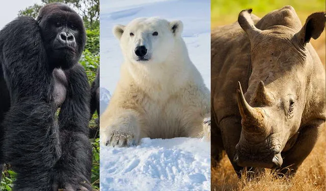 El gorila, osos polar y rinoceronte blanco del norte son las especies que se encuentran al borde de la extinción. Foto: composición: La República