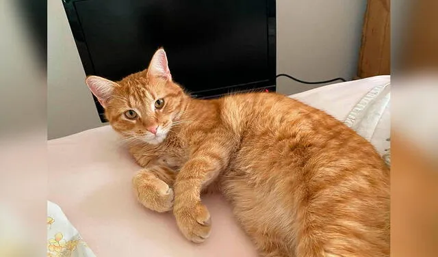 Facebook viral: gato visita la casa de una mujer a diario para ver videos de animales juntos