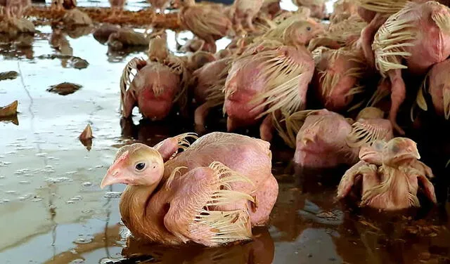 Pollos de granja fueron rescatados. Foto: Agricultura Madre de Dios