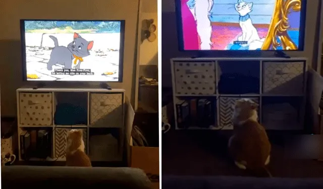 Gatito se emociona al mirar la película ‘Los Aristogatos’