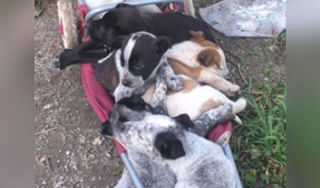 Facebook viral: perrita y sus seis crías fueron rescatadas luego de permanecer escondidas en un parque