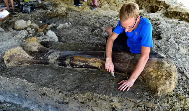 Maxime Lasseron, researching his doctorate at the National Museum of Natural History of Paris, inspects the femur of a Sauropod on July 24, 2019, after it was discovered earlier in the week during excavations at the palaeontological site of Angeac-Charente, near Ch�teauneuf-sur- Charente, south western France. - The 140 million-years-old, two meters long, 500 kilogramme femur of the Jurassic period Sauropod, the largest herbivorous dinosaur known to date, was discovered nestled in a thick layer of clay by a team of volunteer excavators from the National Museum of Natural History working at the palaeontological site. Other bones from the animal's pelvis were also unearthed. (Photo by GEORGES GOBET / AFP)