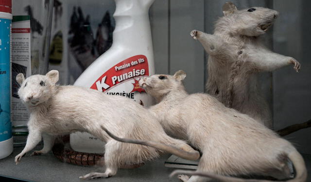 Las ratas blancas pueden señalar optimismo o una ayuda en camino. Foto: AFP