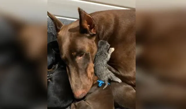 El minino halló un nuevo hogar y el calor maternal de Ruby. Foto: captura de Facebook