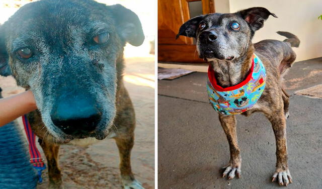 Facebook viral: perro consigue una nueva vida tras vivir en un hogar abusivo y pasar 10 años en un refugio