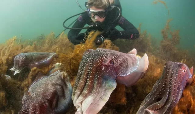 Katie Dundas, periodista de la BBC se sumergió en el mar para conocer a detalle este maravilloso acto de las sepias. Foto: Carl Charter/BBC