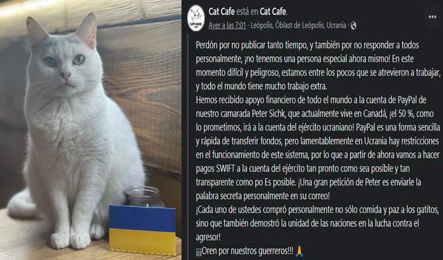 Facebook viral: cafetería ucraniana permanece abierta para cuidar a sus 20 gatos pese a la guerra