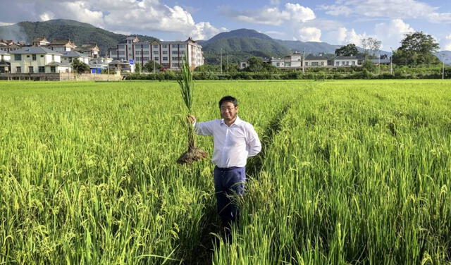 El arroz P23, creado por investigadores chinos, se perfila como una solución a la actual crisis de fertilizantes y la consecuente escasez. Foto: The Land Institute