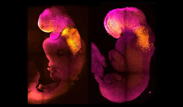 Comparación entre el embrión sintético (izquierda) y natural (derecha). Ambos muestran un cerebro y corazón en formación. Foto: Amadei and Handford