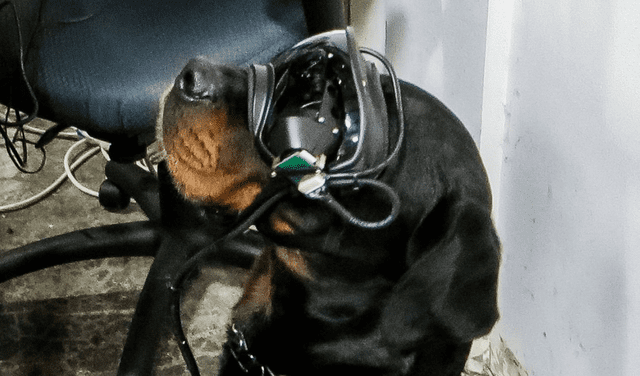 Los prototipos de las gafas se están probando en un rottweiler. Foto: Ejército de los Estados Unidos