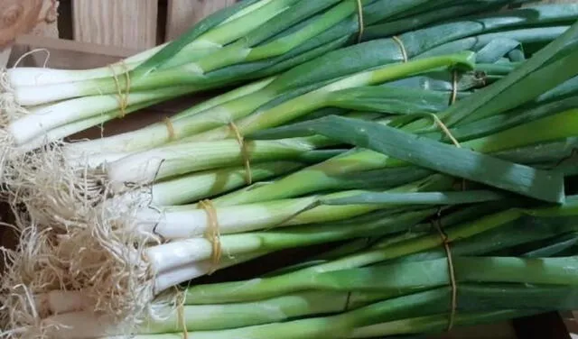 Excongresista menciona que las manchas azules que aparecen en la cebolla china son agroquímicos usados para evitar plagas