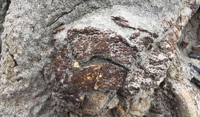Pata trasera del dinosaurio recubierta con piel fosilizada. Foto: Universidad de Reading