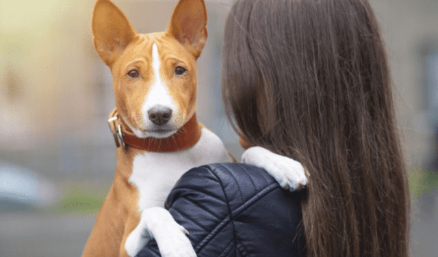 Existe una raza de perros que se caracteriza por no ladrar