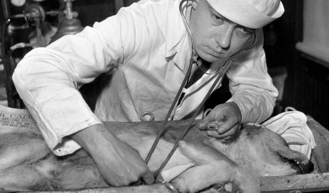Los macabros experimentos de Robert Cornish, el científico que revivió perros y quiso probarlo en humanos