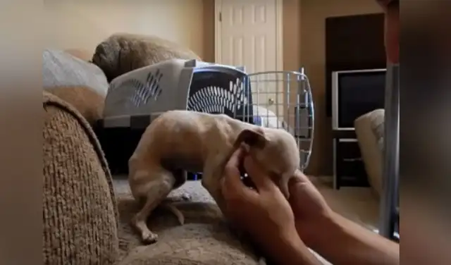 Facebook viral: rescata a perrita que fue abandonada y maltratada y le cambia la vida Facebook viral: rescata a perrita que fue abandonada y maltratada y le cambia la vida