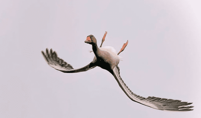 Fotógrafo capta extraordinaria imagen de ganso volando boca abajo