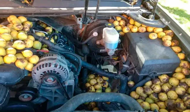 Facebook viral: abre el capó de su auto y descubre más de 158 kilos de nueces escondidas por una ardilla