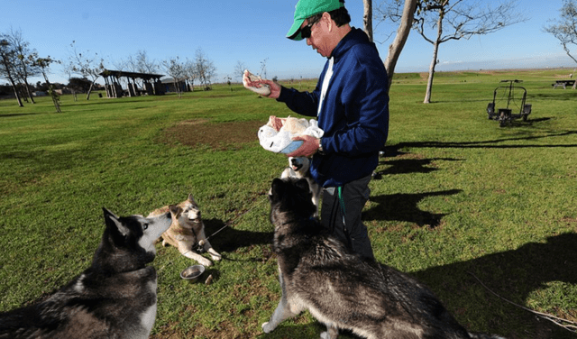 No existe una cantidad determinada de cuánto deben comer los perros, pues esto varía según las características particulares de cada can