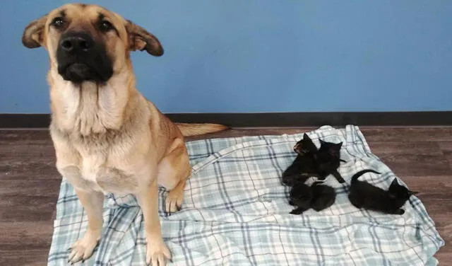 Facebook viral: hombre encuentra a perrita callejera abrigando a unos pequeños gatitos en medio del frío