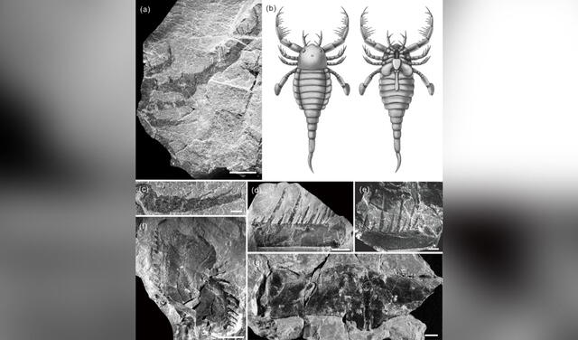 Partes fosilizadas del escorpión marino, junto con una recreación artística. Imágenes: Academia de Ciencias de China