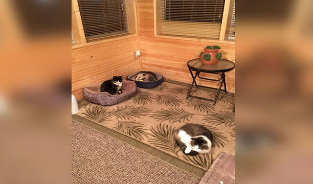 Facebook viral: zarigüeya entra a una casa y se hace pasar por un gato para ser cuidado por la dueña