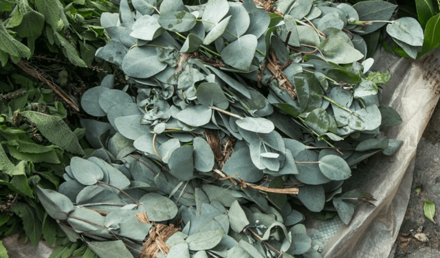 El eucalipto se suele utilizar para curar la tos. Foto: AFP