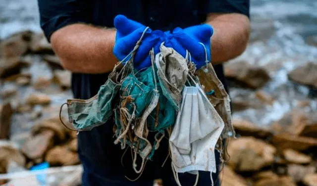 Los tapabocas y los guantes son “particularmente problemáticos” para las especies marinas. Foto: AFP