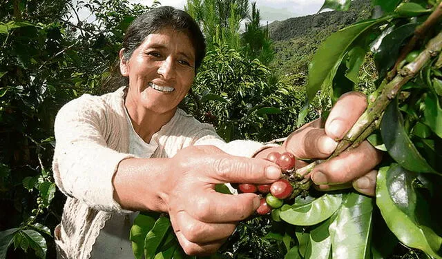 Puno: Más de 100 productores de café y cacao expondrán sus mejores productos