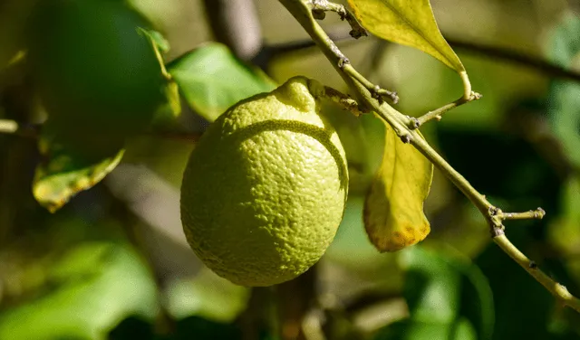 El limón es un producto natural que ayuda a eliminar las manchas de café en la ropa. Foto: AFP