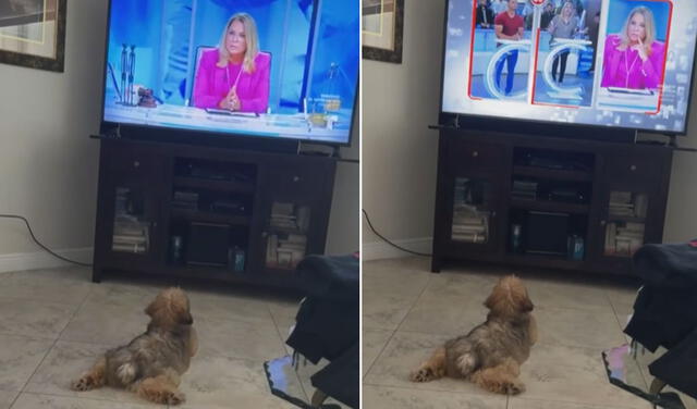 El can había ido hasta donde su dueño estaba y se puso frente al televisor para disfrutar del programa. Foto: captura de TikTok