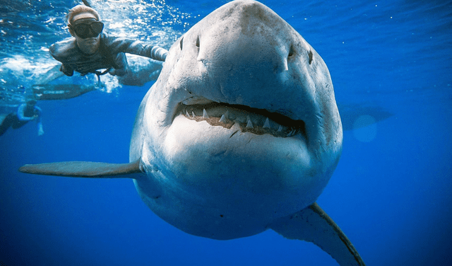 Soñar con tiburones en el mar suele ocurrir en tiempos de incertidumbre y estrés. Foto: AFP