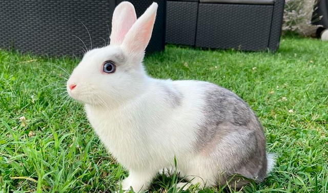 El conejo puede implicar buena fortuna, prosperidad e incluso fertilidad. Foto: Instagram