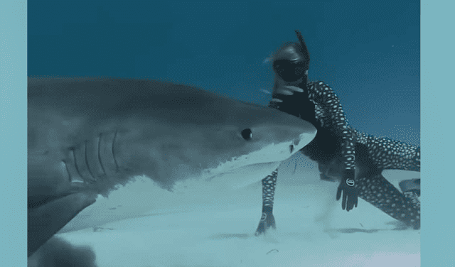 Facebook viral: buceadora genera terror al nadar al lado de enorme tiburón [VIDEO]