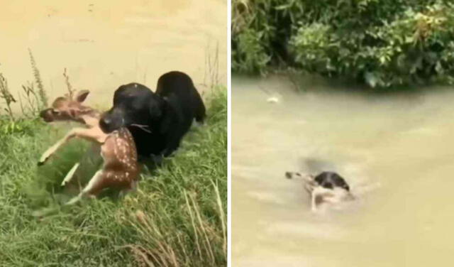YouTube viral: perrito carga a ciervo en su hocico para salvarlo de ahogarse en un río