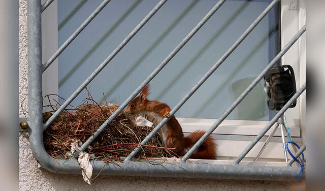 Facebook viral: ardillas invaden casa para construir su nido y los captan en tierna escena