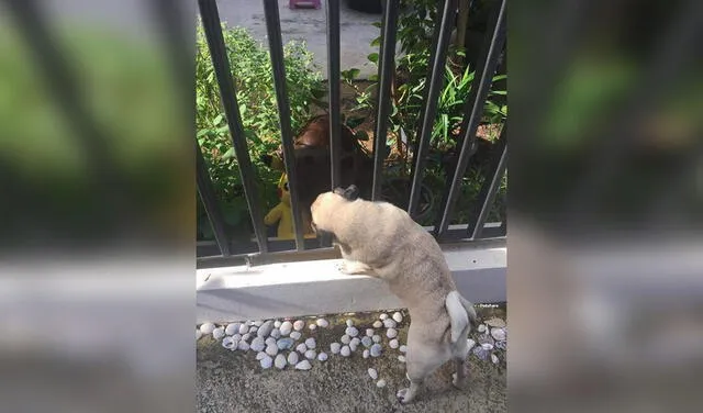 Facebook viral: perro busca a diario a su ‘amiga’ que vive al lado de su casa para enseñarle su peluche