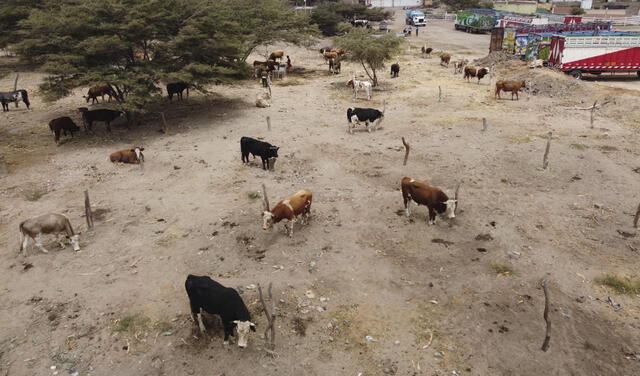 Donación de órganos de una mujer piurana salvó la vida de 6 personas