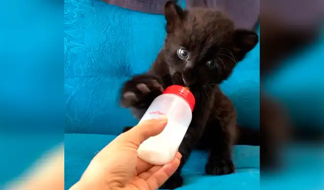 YouTube viral: rottweiler se vuelve amigo de pantera bebe que su dueña rescató de zoológico