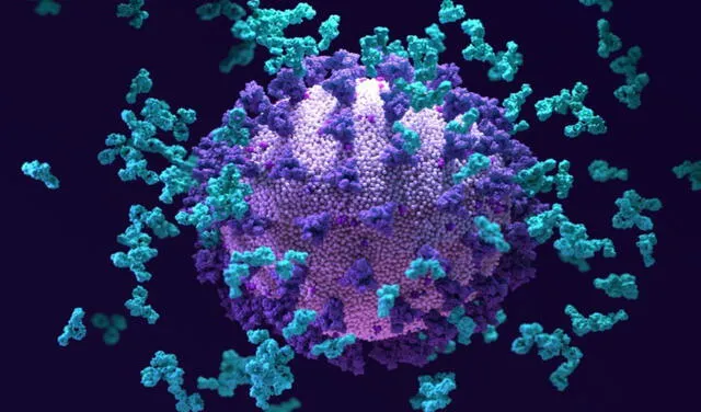 Los anticuerpos (azul claro; impresión del artista) pululan alrededor de una partícula de SARS-CoV-2. Foto: Design Cells / SPL