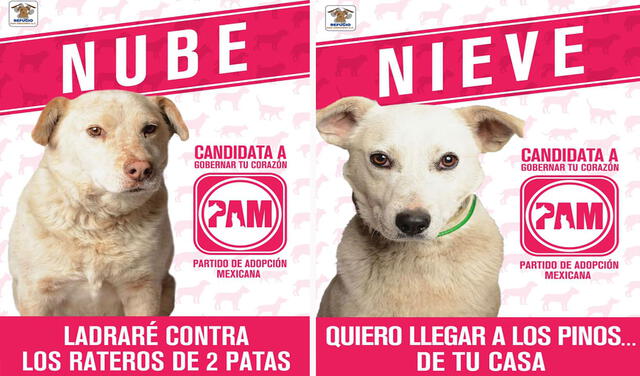 Facebook viral: refugio de animales lanza curiosa campaña para promover la adopción