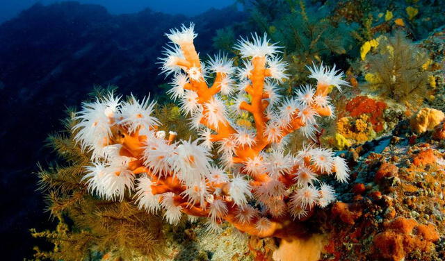 Los corales blandos están se ubican a bajas profundidades, en las latitudes medias del planeta. Foto: Red Promar
