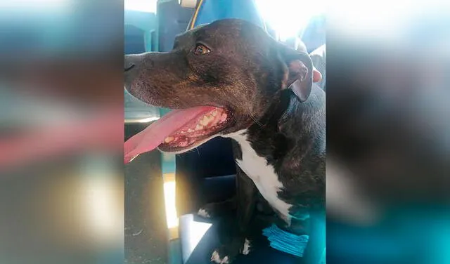 Facebook viral: perro sube a un autobús para ir a la playa y su dueño se entera por redes sociales