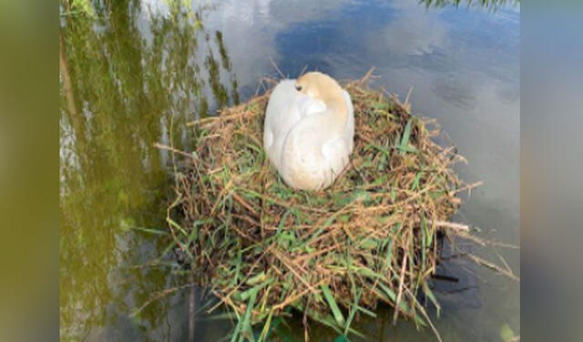 Luego de 10 años, estos cisnes podrán ver eclosionar a sus polluelos. Foto: Jones Boatyard / Facebook Luego de 10 años, estos cisnes podrán ver eclosionar a sus polluelos. Foto: Jones Boatyard / Facebook